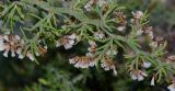 Limonium papillatum. Часть ветки с отцветшими соцветиями. Испания, автономное сообщество Канарские острова, остров Фуэртевентура, провинция Лас Пальмас, муниципалитет Ла Олива, северные окр. пос. Эль Котильо, дюны у мыса de la Enrocadiza. 13.03.2016.
