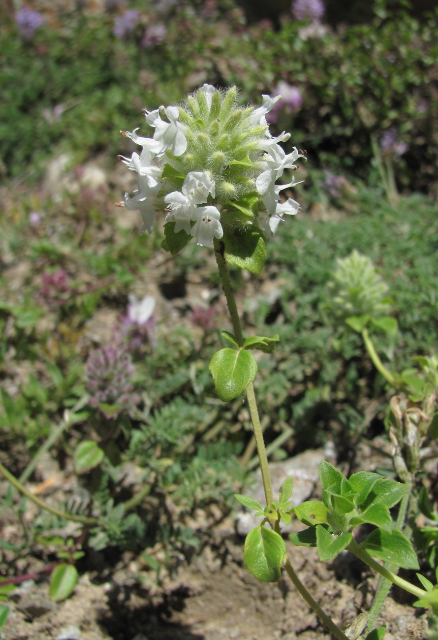 Изображение особи Ziziphora puschkinii.