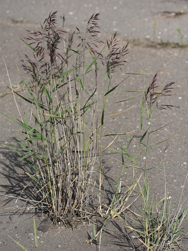 Изображение особи Phragmites australis.