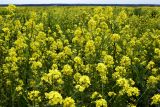 Sinapis alba. Цветущие растения с примесью видов капусты (Brassica) и повоя (Calystegia). Московская обл., Красногорский р-н, Лохин остров. 28.06.2016.