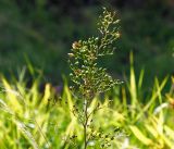 Scrophularia nodosa