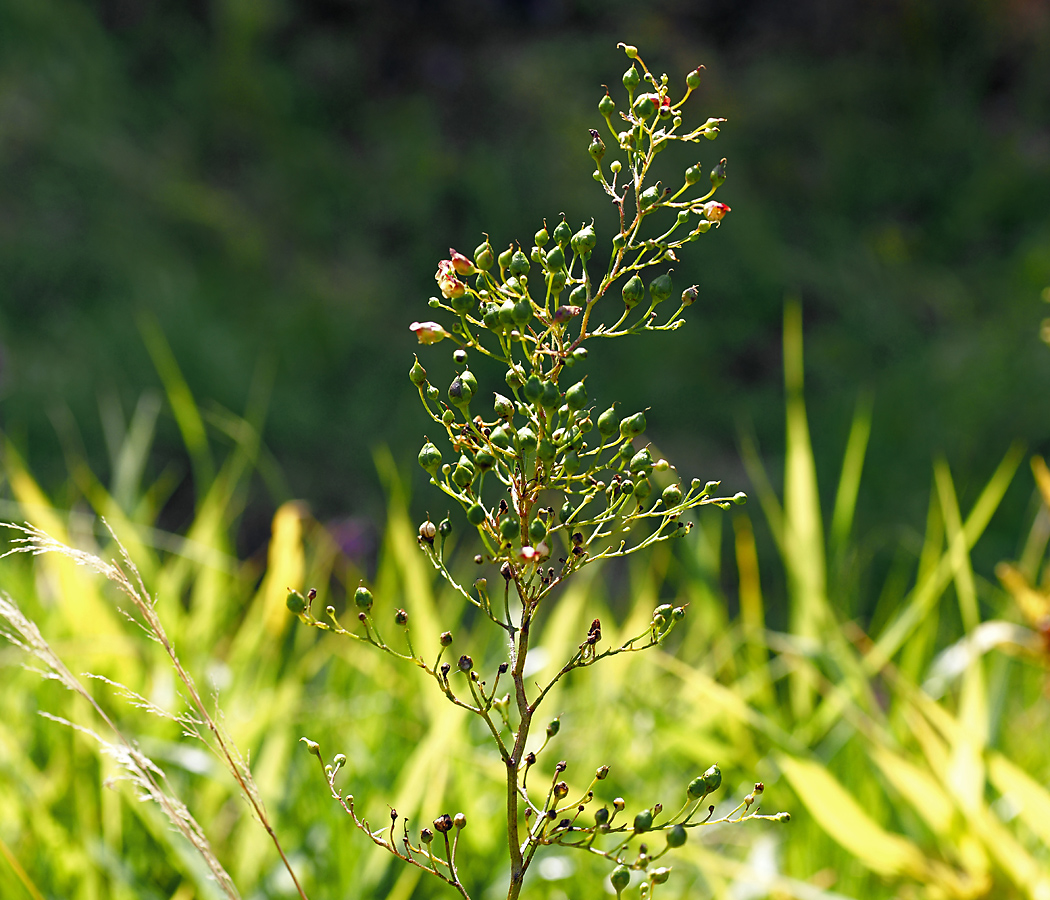 Image of Scrophularia nodosa specimen.