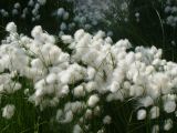 Eriophorum scheuchzeri. Верхушки плодоносящих растений. Ямало-Ненецкий АО, г. Надым, разбитый песок у основания дорожной насыпи. 3 июля 2012 г.