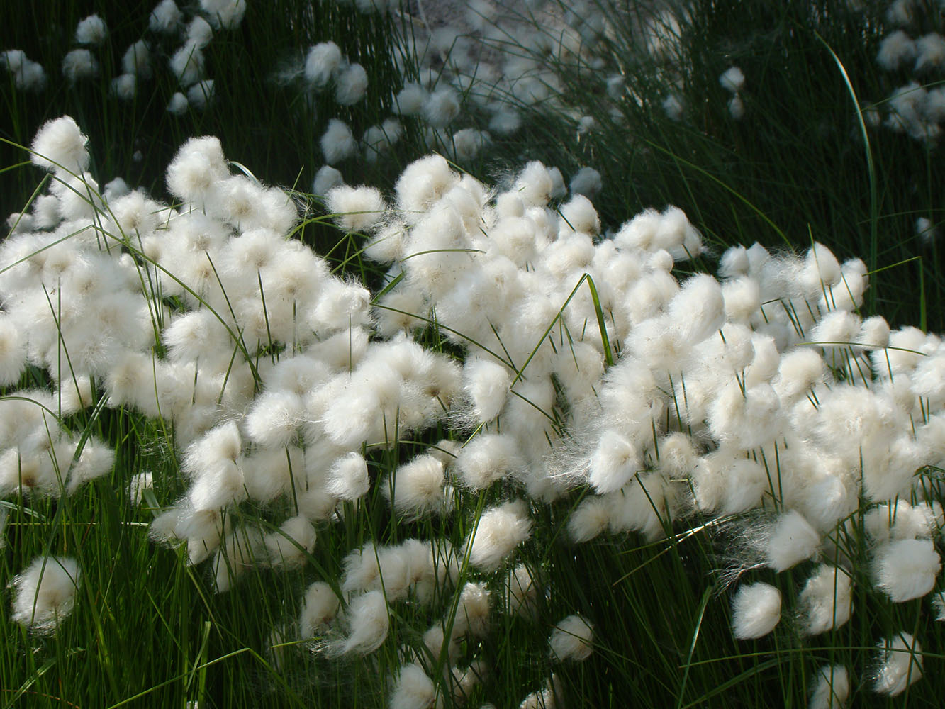 Image of Eriophorum scheuchzeri specimen.