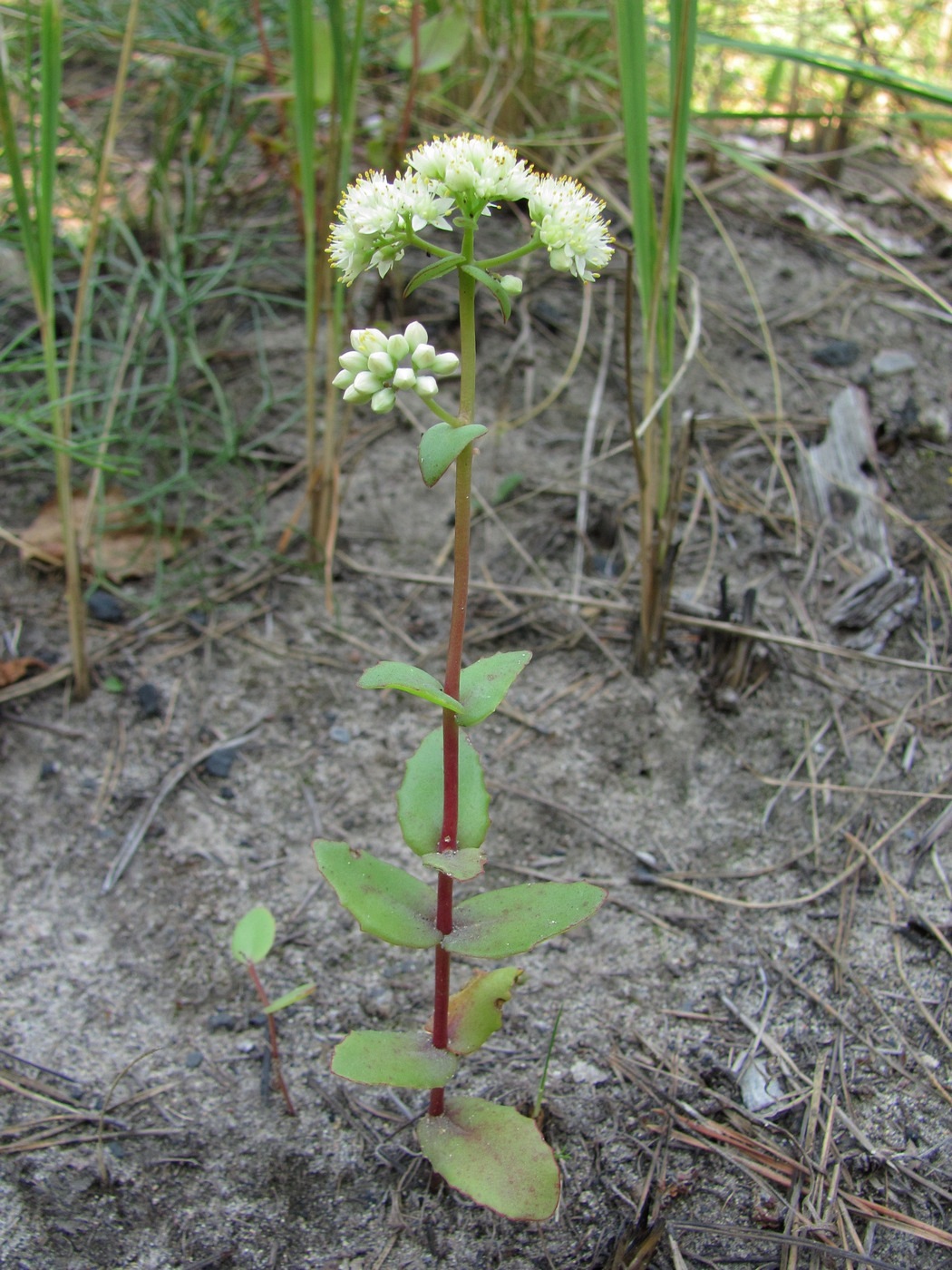 Image of Hylotelephium stepposum specimen.