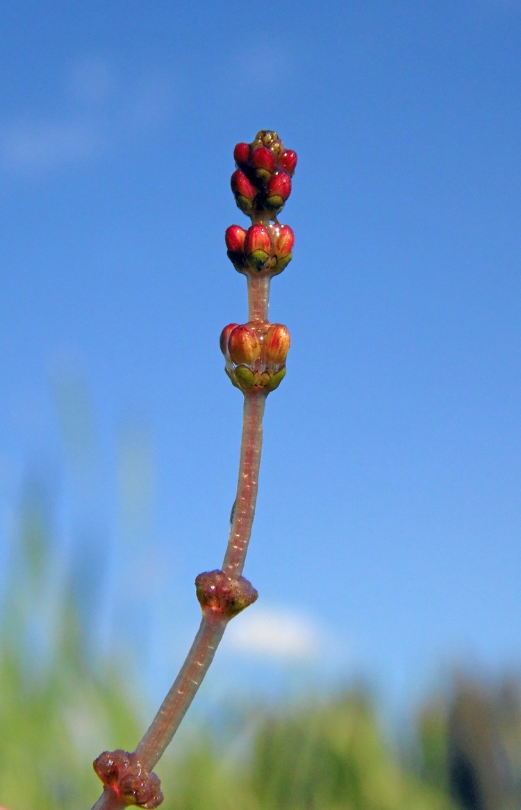 Изображение особи Myriophyllum spicatum.