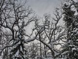 Quercus robur. Засыпанные снегом кроны старых деревьев. Санкт-Петербург, Старый Петергоф, парк \"Сергиевка\". 13.02.2010.