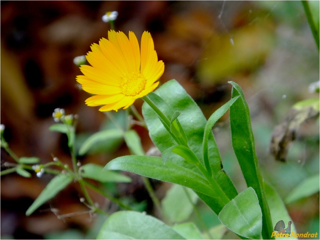 Image of Calendula officinalis specimen.