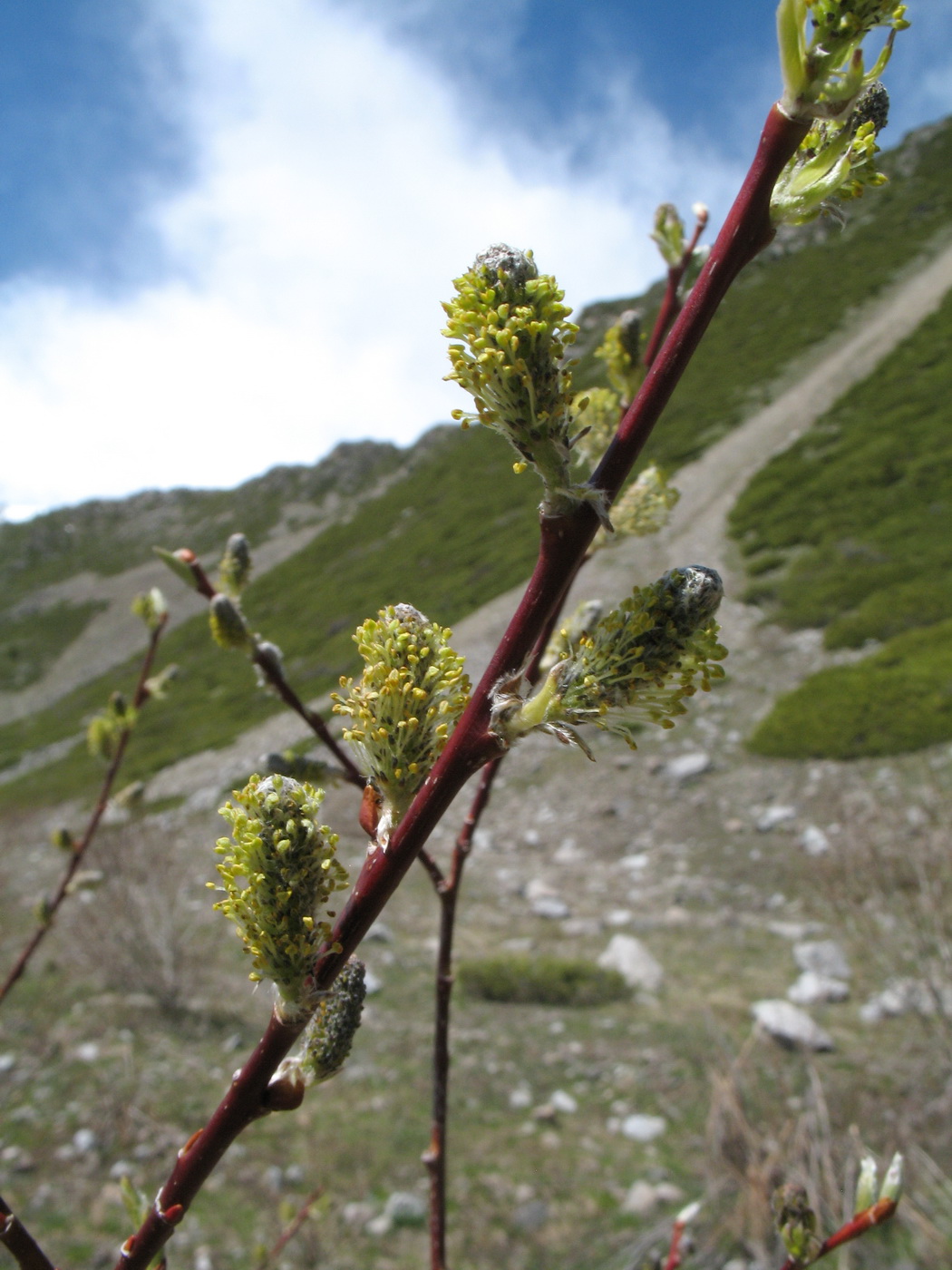 Изображение особи Salix alatavica.