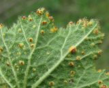 Alcea rugosa. Часть листа (вид снизу), поражённого ржавчинным грибом Puccinia malvacearum. Краснодарский край, Абинский р-н, окр. пос. Ахтырский, ж.-д. насыпь. 24.03.2016.