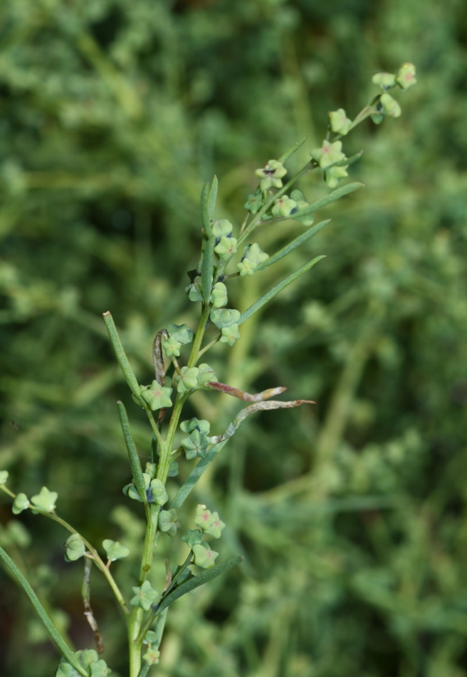 Image of Suaeda glauca specimen.