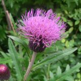 Cirsium maackii. Соцветие с кормящимся жуком. Приморский край, о. Русский, обочина дороги в дубовом лесу. 01.08.2016.
