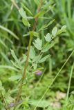 Thalictrum simplex. Часть побега. Ленинградская обл., Гатчинский р-н, окр. пос. Пудость, берег р. Ижора, разнотравно-злаковый луг. 19.07.2016.