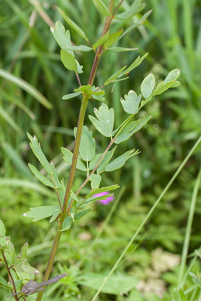 Image of Thalictrum simplex specimen.