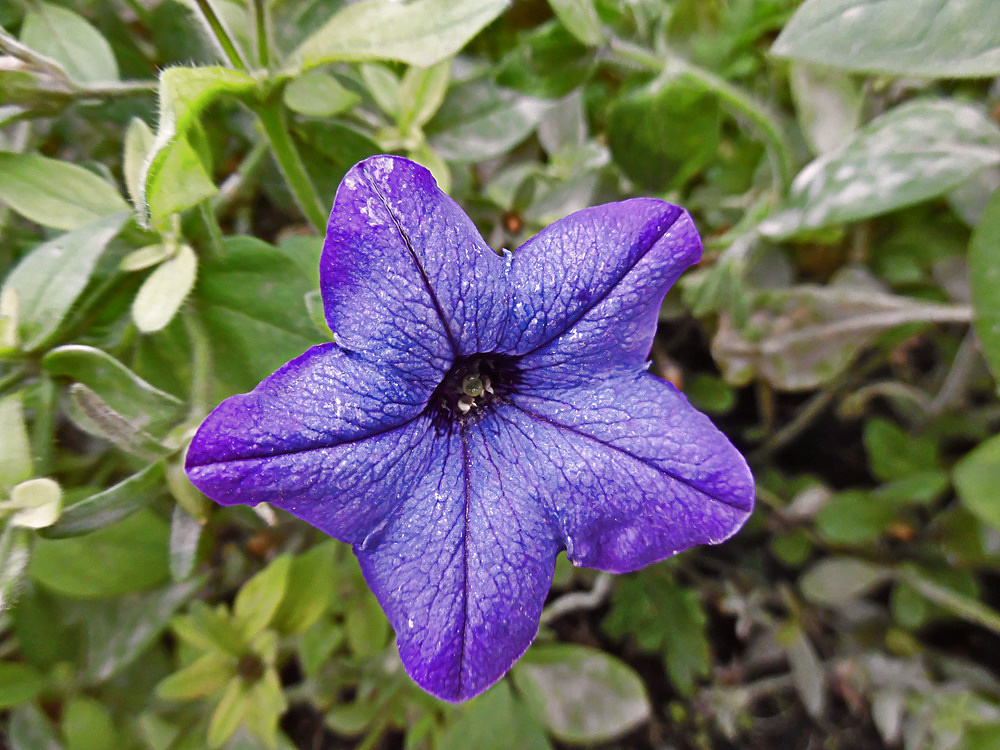 Изображение особи Petunia &times; hybrida.