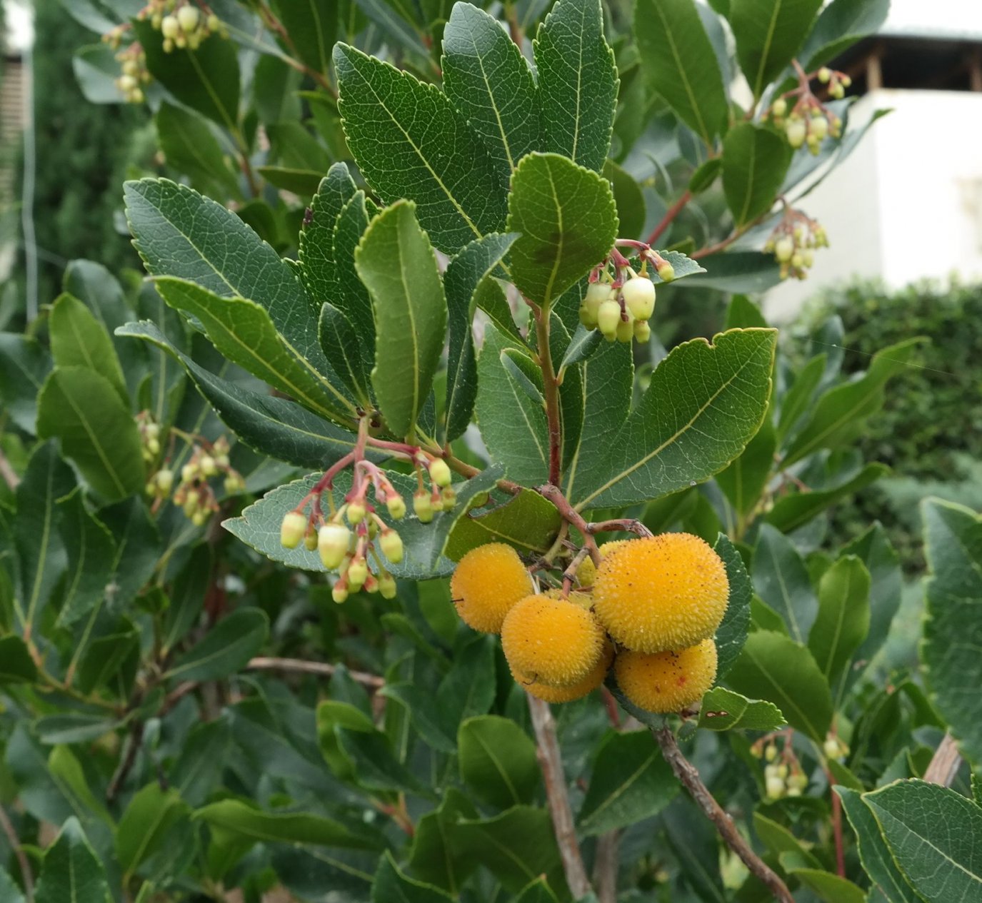 Image of Arbutus unedo specimen.