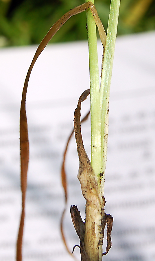 Image of Allium angulosum specimen.