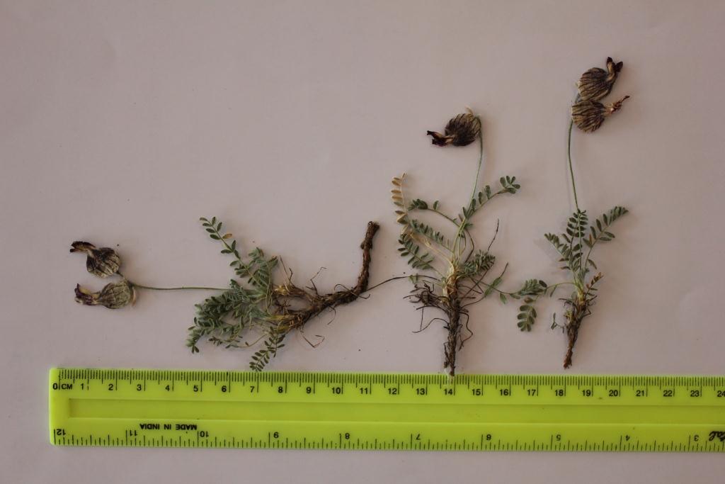 Image of Astragalus karakuschensis specimen.