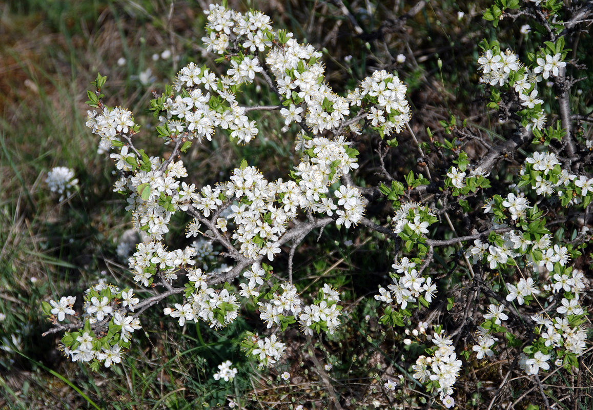 Изображение особи Prunus stepposa.