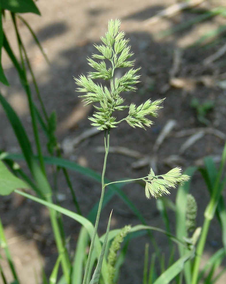 Изображение особи Dactylis glomerata.