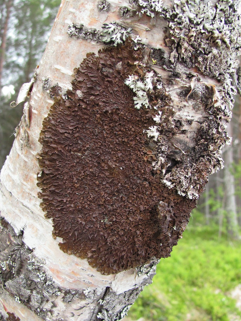 Image of Melanohalea olivacea specimen.