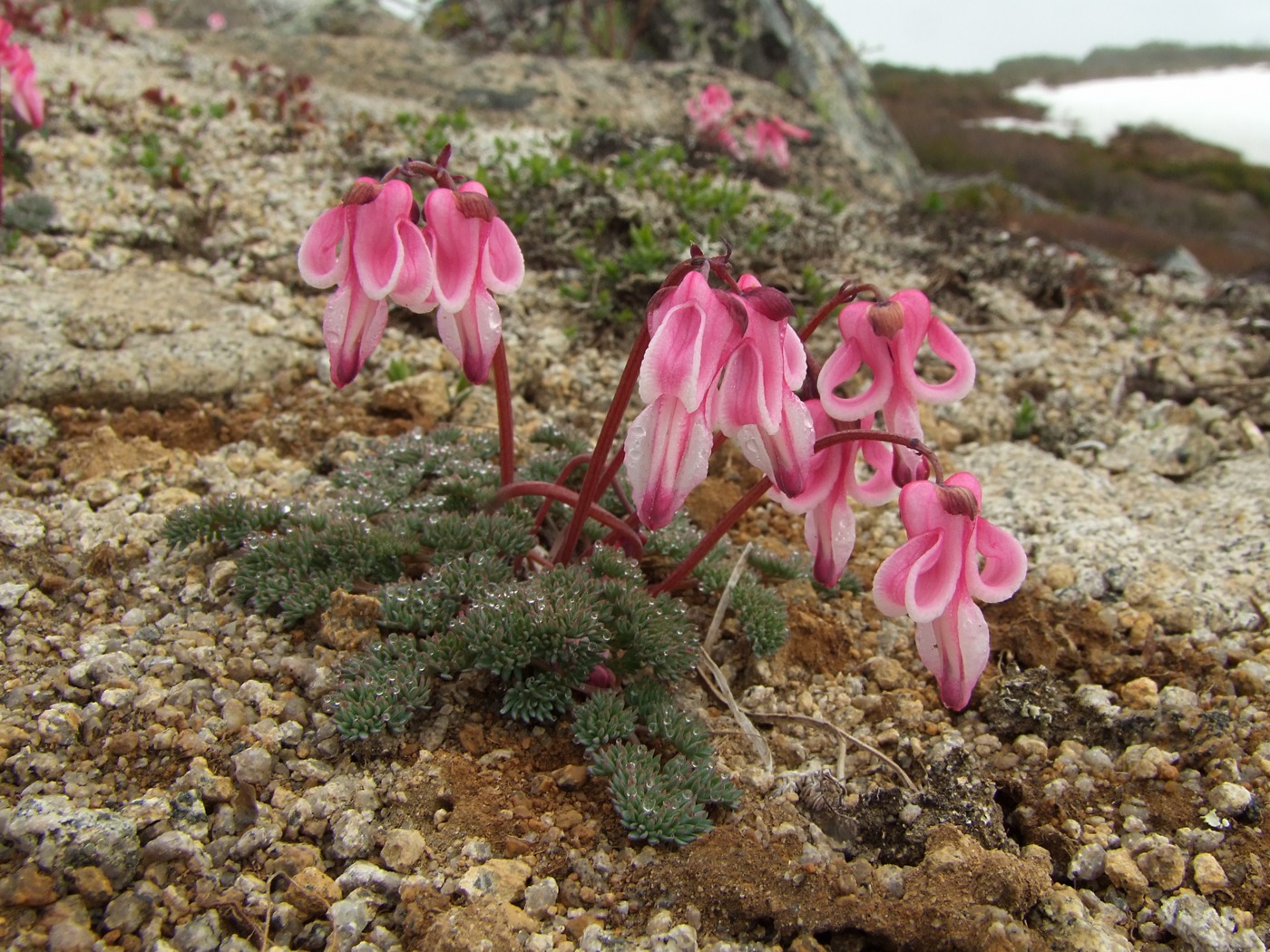 Image of Dicentra peregrina specimen.