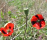 Papaver laevigatum. Созревающая коробочка. Южный берег Крыма, окр. пос. Морское, на песчаном пляже. 26.04.2015.