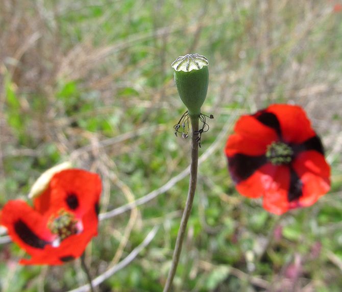 Image of Papaver laevigatum specimen.