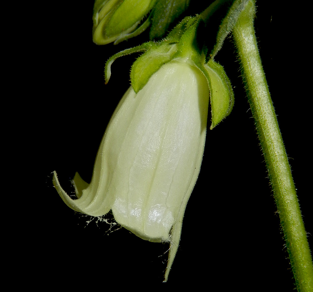 Image of Campanula alliariifolia specimen.