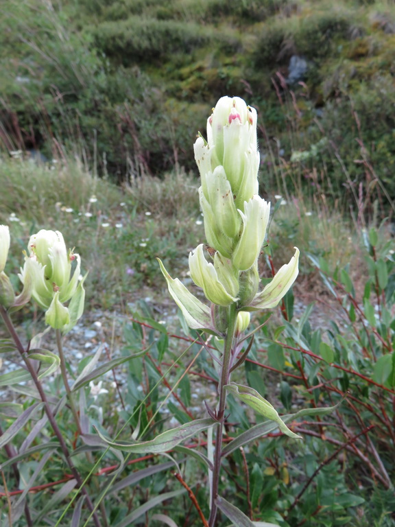 Изображение особи Castilleja pallida.