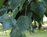 Tilia cordata. Листья. Польша, Варшава. 27.06.2009.