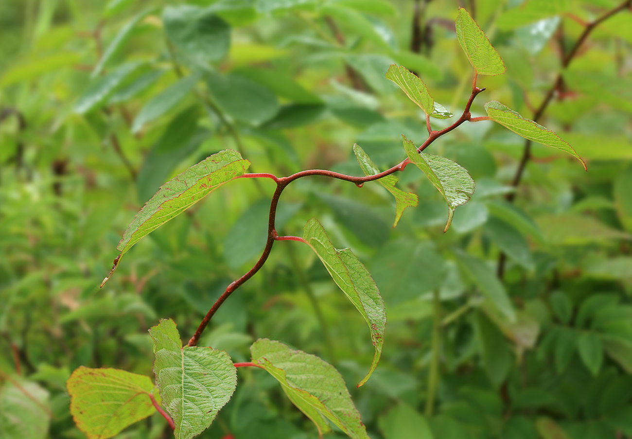 Image of Actinidia kolomikta specimen.