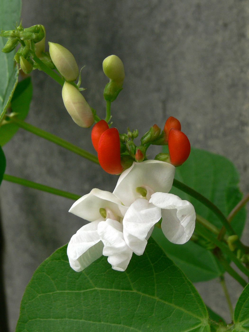 Изображение особи Phaseolus coccineus.