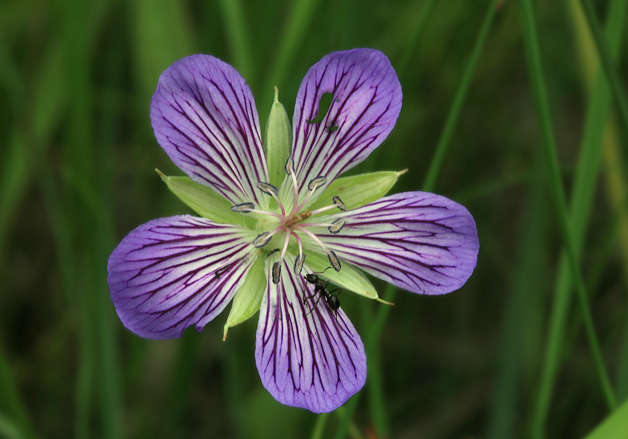 Изображение особи Geranium wlassovianum.