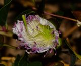 Capparis aegyptia