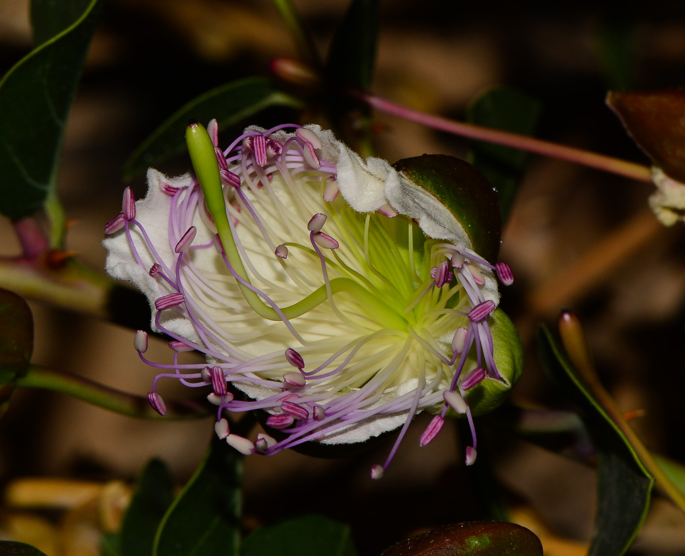 Изображение особи Capparis aegyptia.