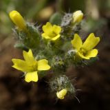 Alyssum minutum