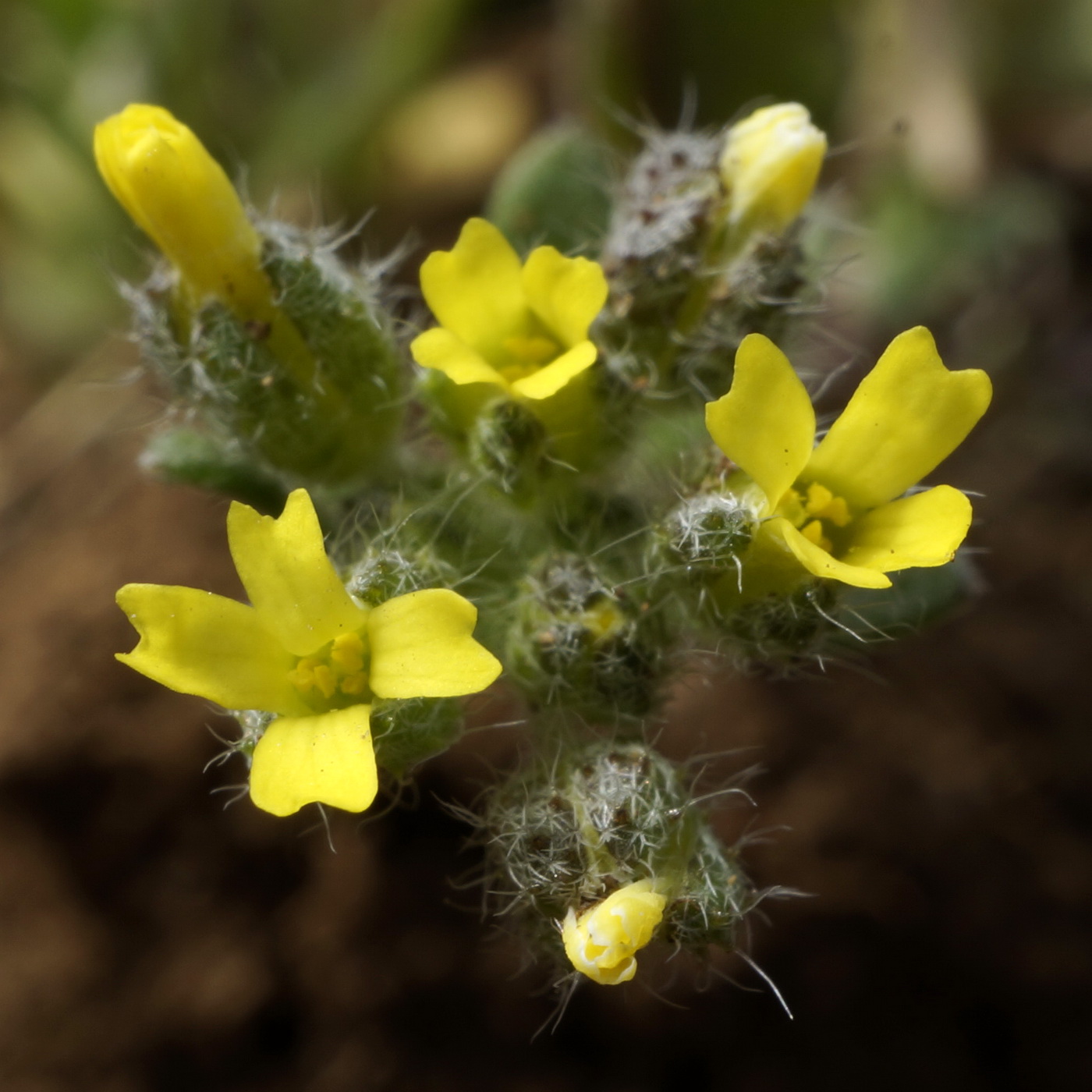 Изображение особи Alyssum minutum.