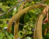 Handroanthus chrysanthus