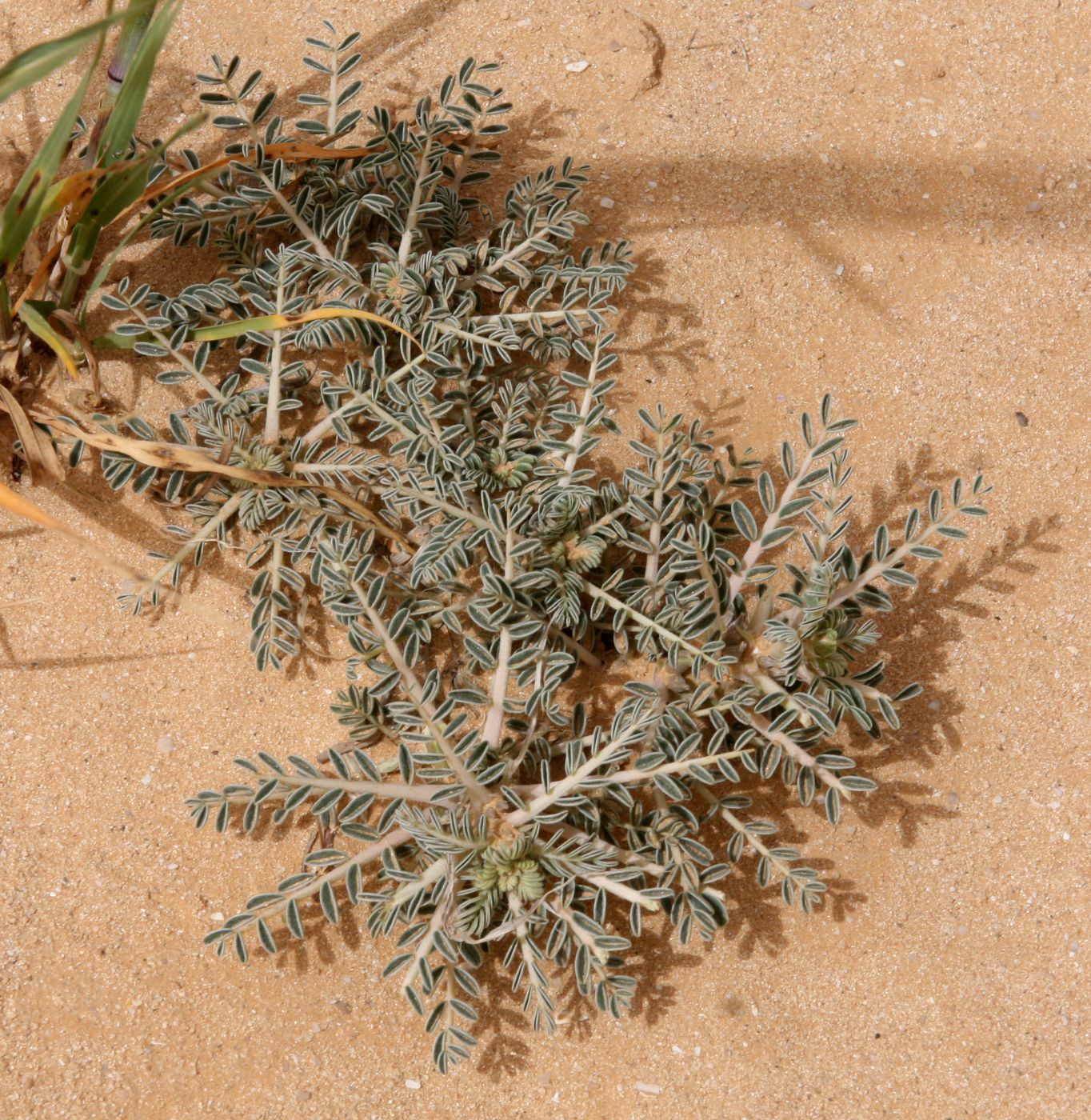 Изображение особи Astragalus trigonus.