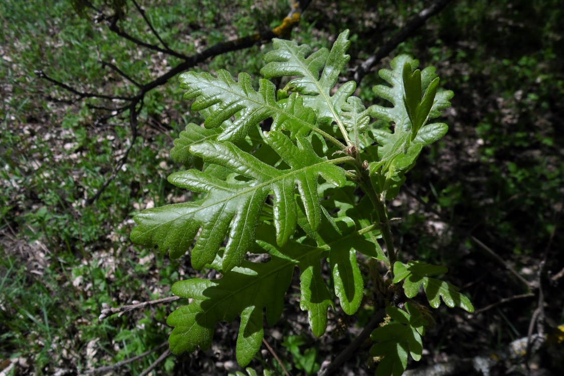 Image of Quercus pubescens specimen.