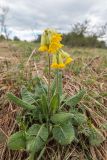 Primula macrocalyx. Цветущее растение. Краснодарский край, Апшеронский р-н, окр. пос. Мезмай, Камышанова поляна. 09.05.2017.