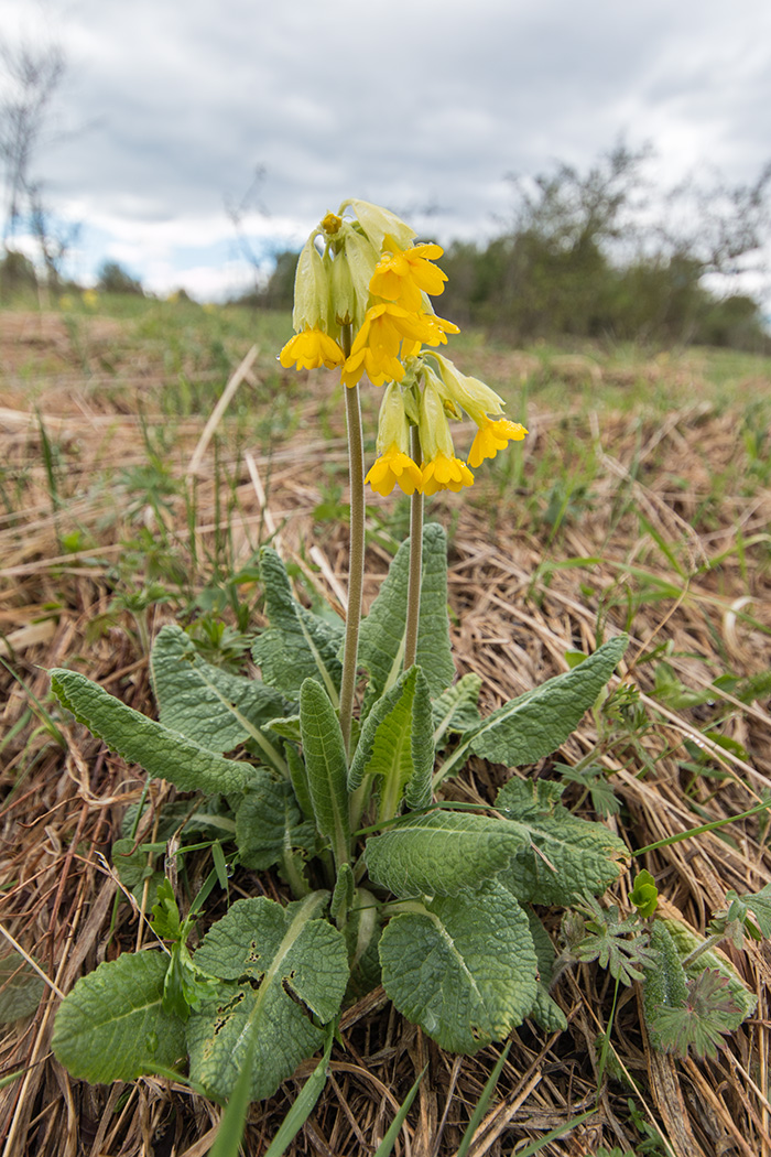 Image of Primula macrocalyx specimen.