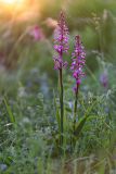 Anacamptis laxiflora подвид elegans