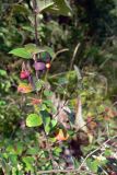 Cotoneaster melanocarpus. Ветвь с незрелыми плодами. Свердловская обл., окр. г. Североуральск, опушка сосново-елового леса. 16.08.2007.