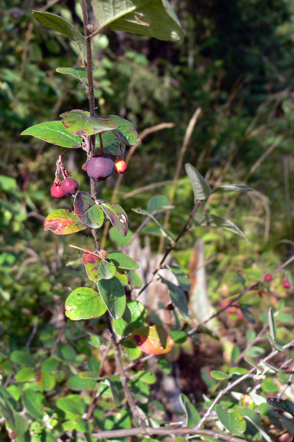 Изображение особи Cotoneaster melanocarpus.