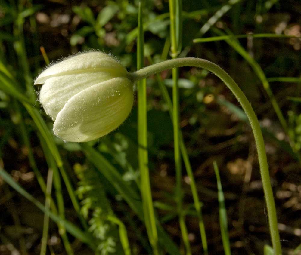 Изображение особи Anemone sylvestris.