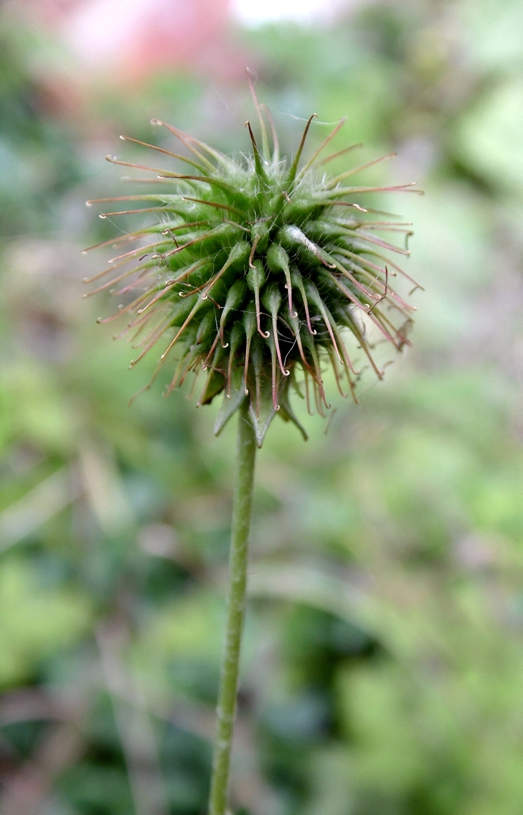 Image of Geum urbanum specimen.