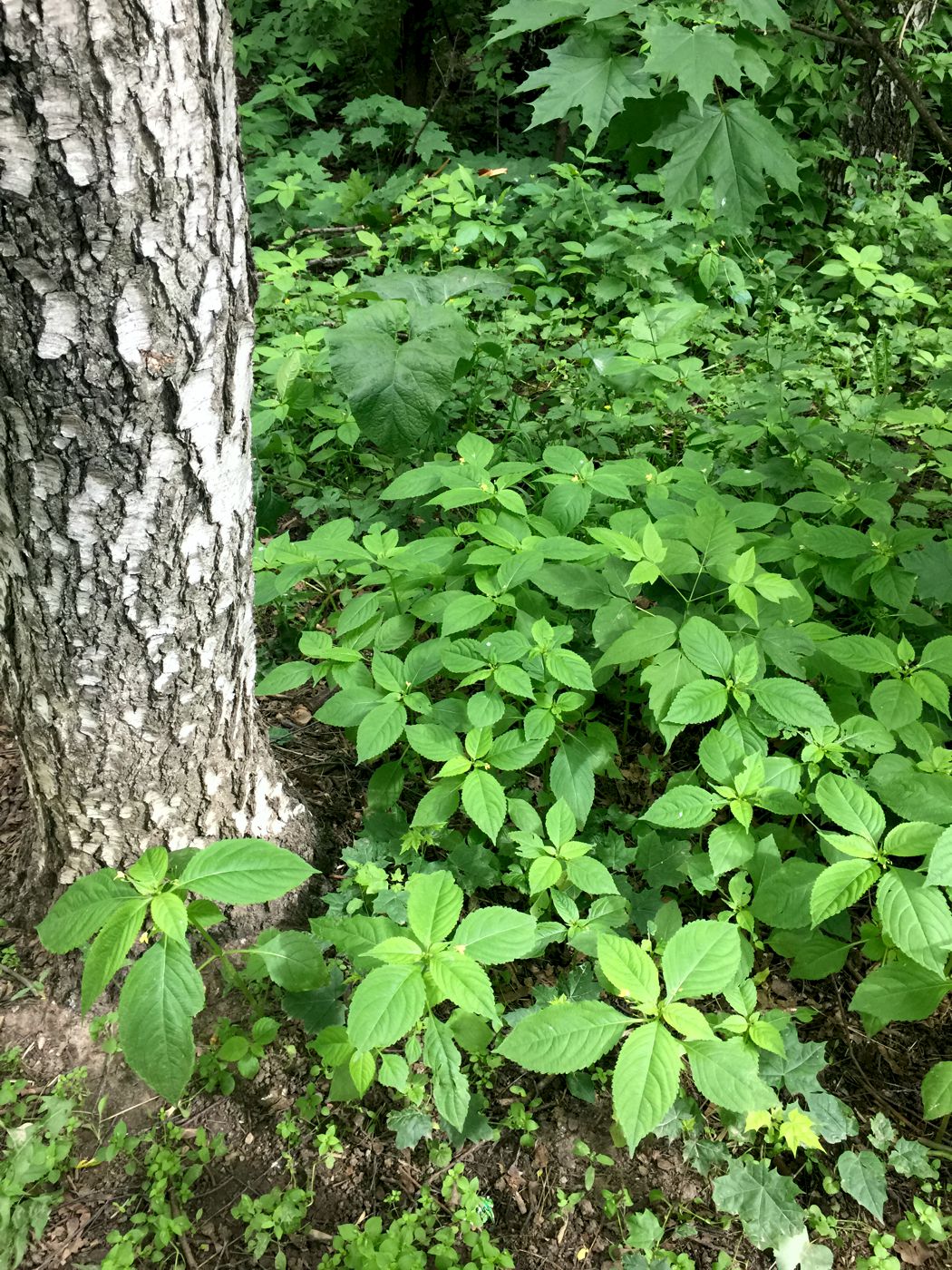 Изображение особи Impatiens parviflora.