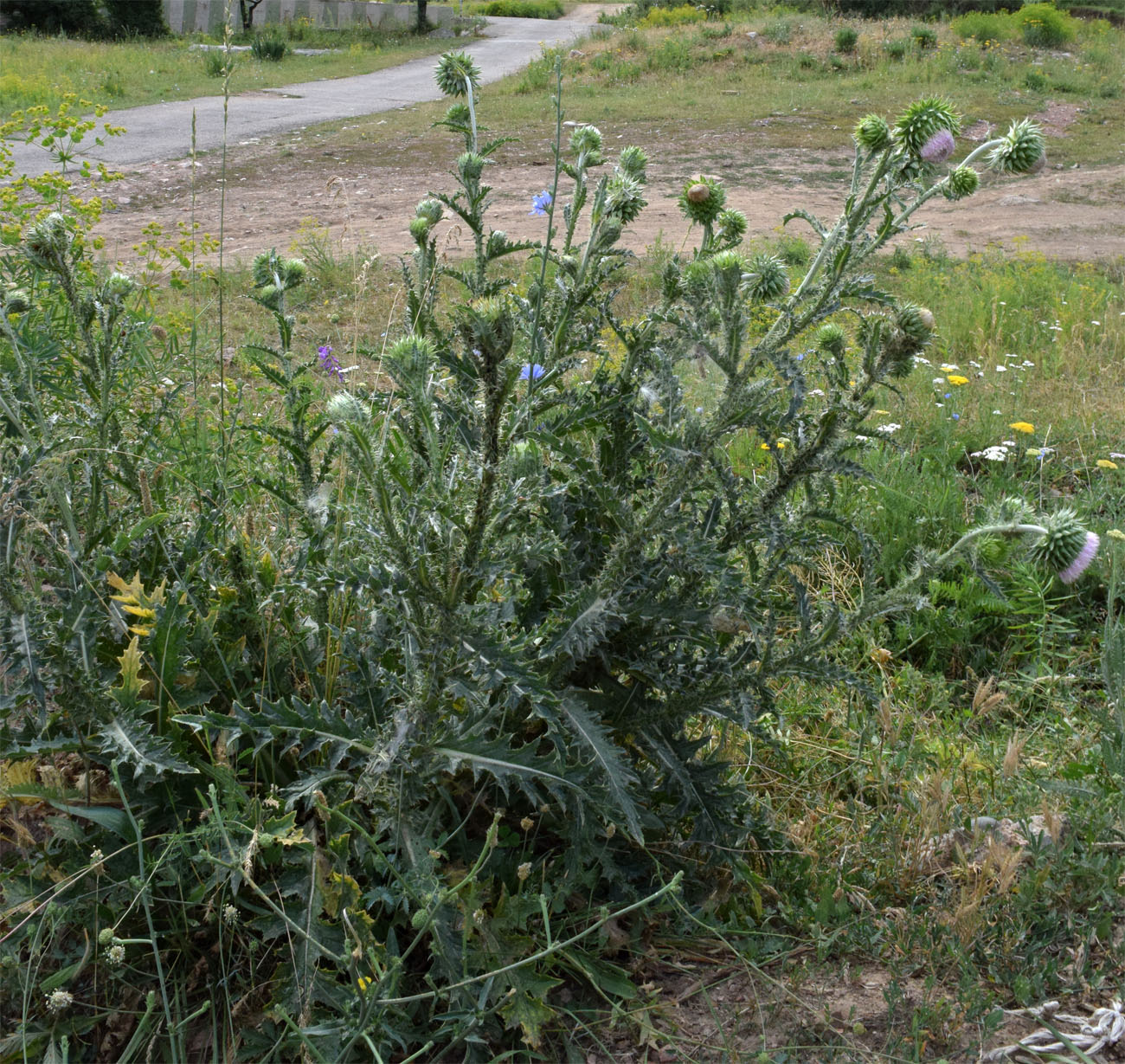 Изображение особи Carduus coloratus.